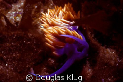 Brilliant Beauty. A Spanish Shawl nudibranch on the kelp ... by Douglas Klug 